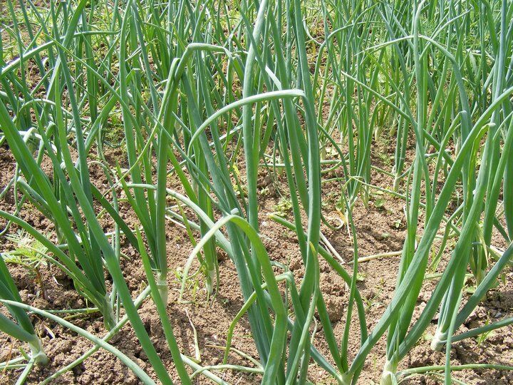 Onions growing in the ground, only the green stocks are visible, no onions bulging from the earth.