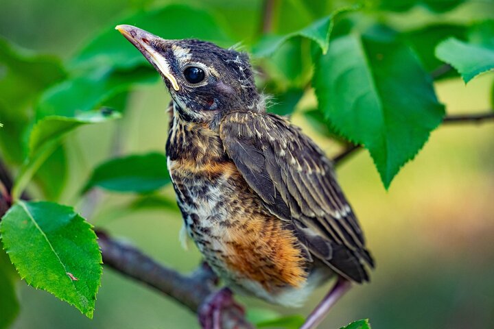 Young robin perched on a branch.