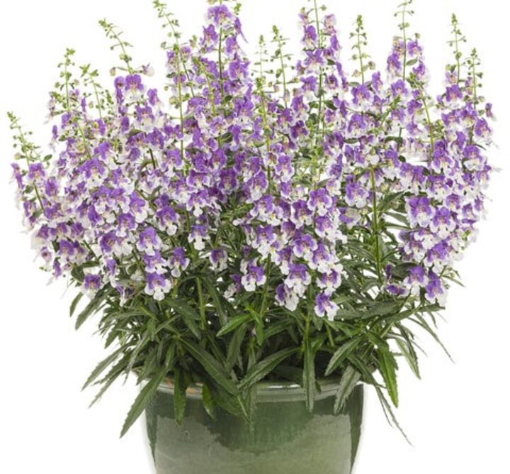angelonia wedgwood blue