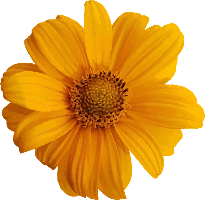 Image of yellow flower.