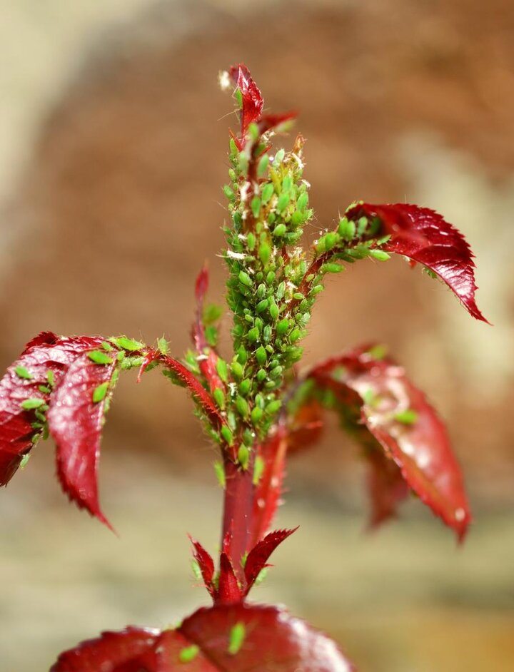 Image of aphids infesting a rose shoot. 