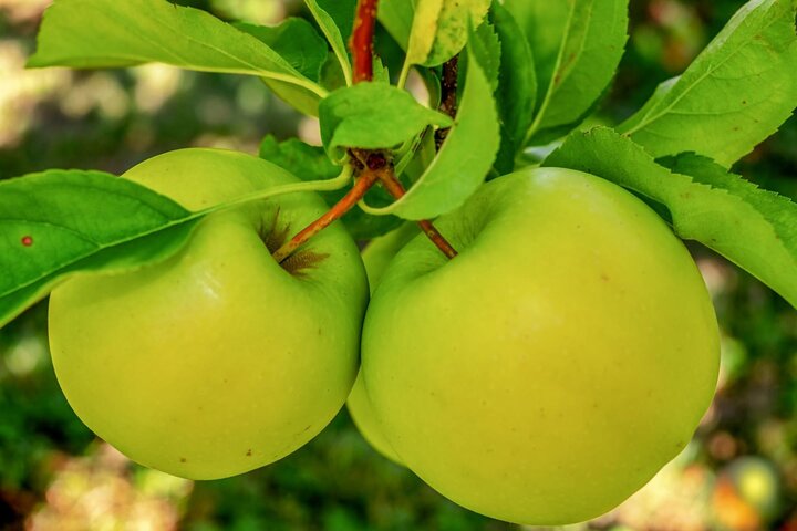 Picture of a green apple.