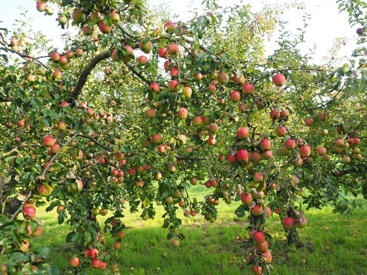 Image of a heavily loaded apple tree in damage of branch breakage. 