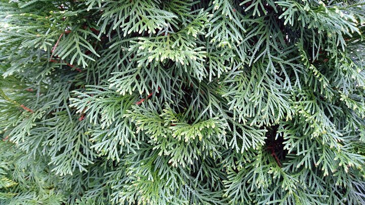 Picture of arborvitae Shrub