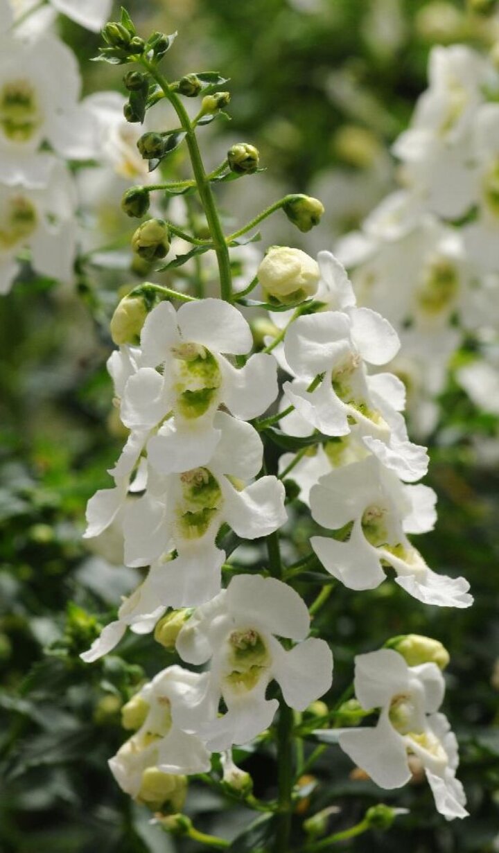 image of archangel angelonia white monrovia