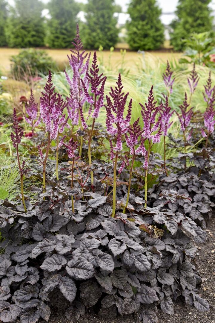 Deep dark purple foliage with one center stem showcasing a pink plummy flower