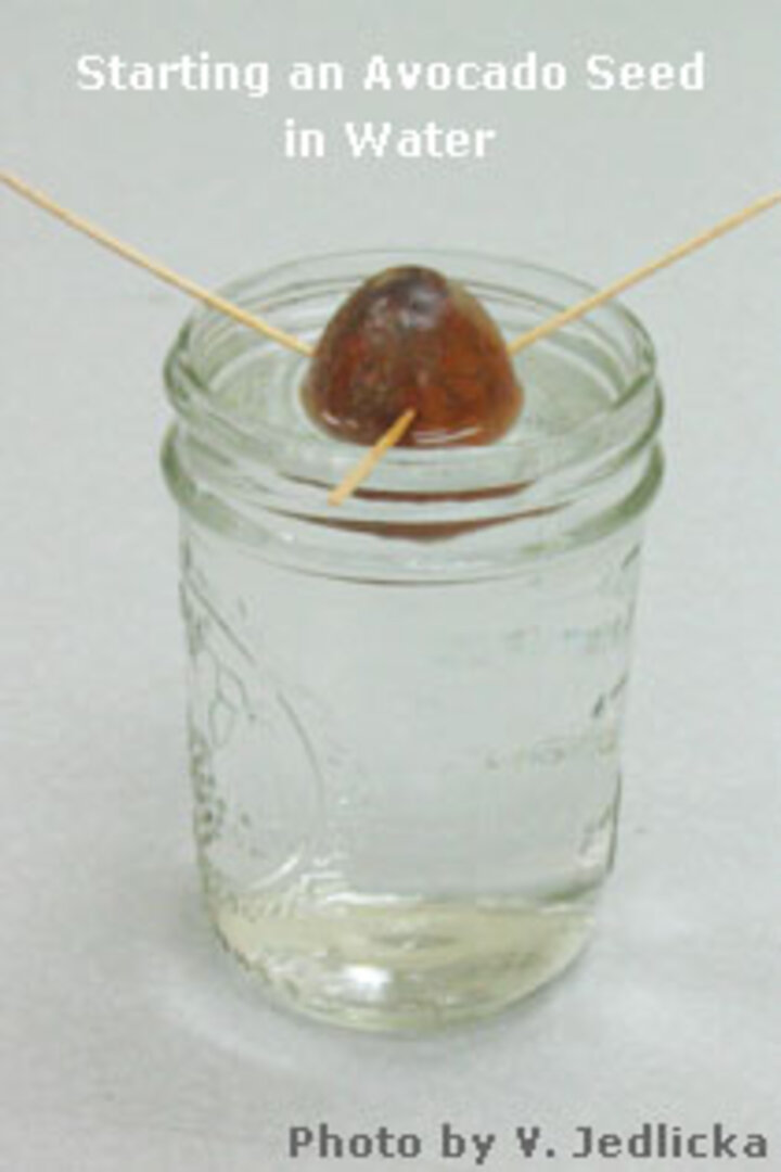 Picture of avocado seed planted in water.