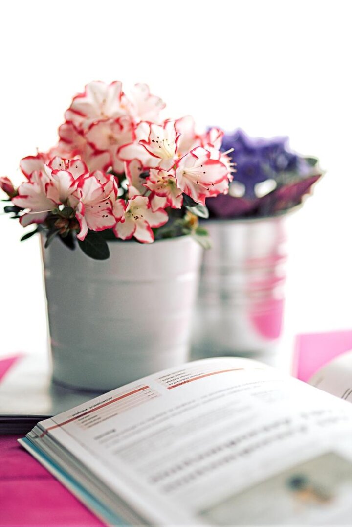 Azaleas are beautiful blooming plants, but difficult to rebloom. 