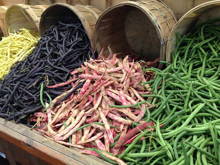 Green beans, aka ‘snap’ beans come in a variety of flavors, pod shapes, sizes, and a colorful pallet including shades of green, purple, yellow, and speckled bicolors. 