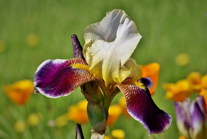 Picture of beared Iris