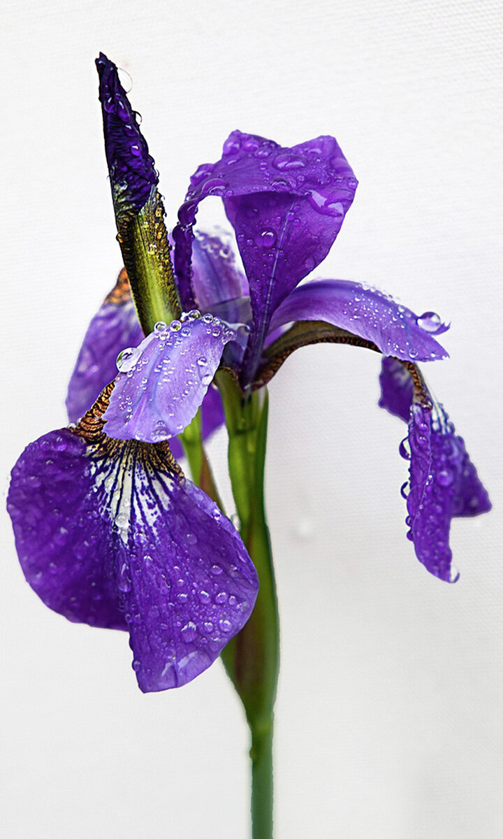 Picture of Iris
