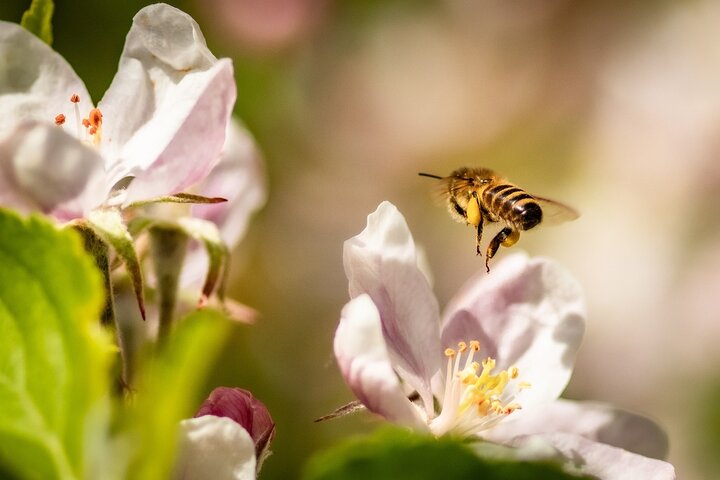 Bee visiting a white/pink flower of a fruit tree