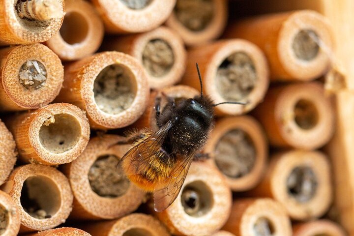 close up of bee on capped hallow tubes.