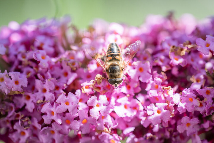 Image of a flower fly feeding on butterfly bush flowers. 