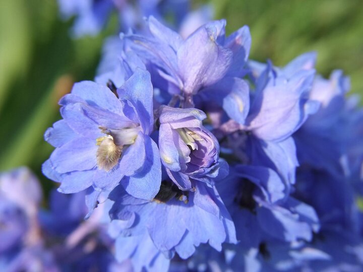 Image of blue, double-flowered delphinium flowers. 