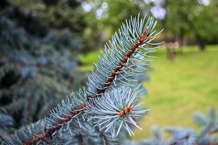 Image of Colorado blue spruce foliage. 