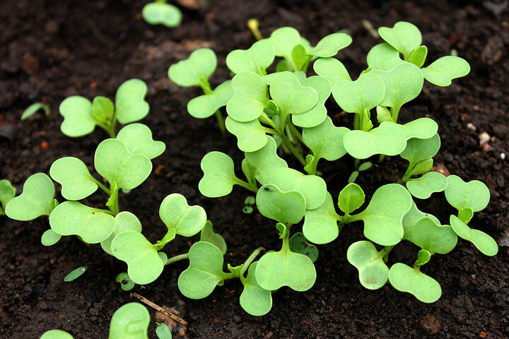 Image of bok choy seedlings. 