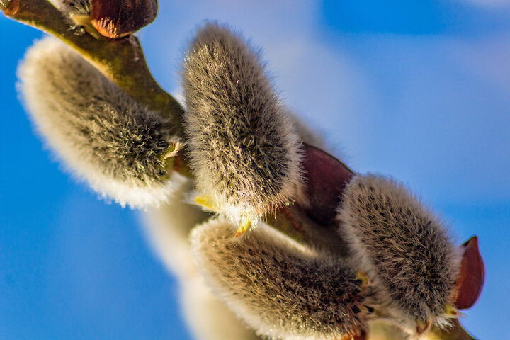 Image of pussy willow buds.