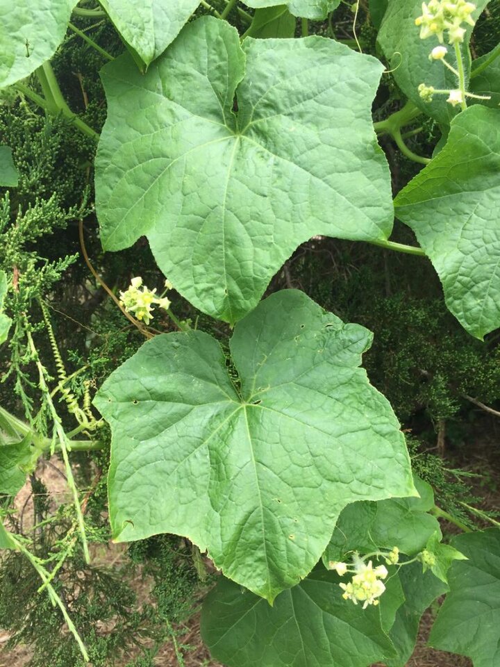 Image of burcucumber leaves. 