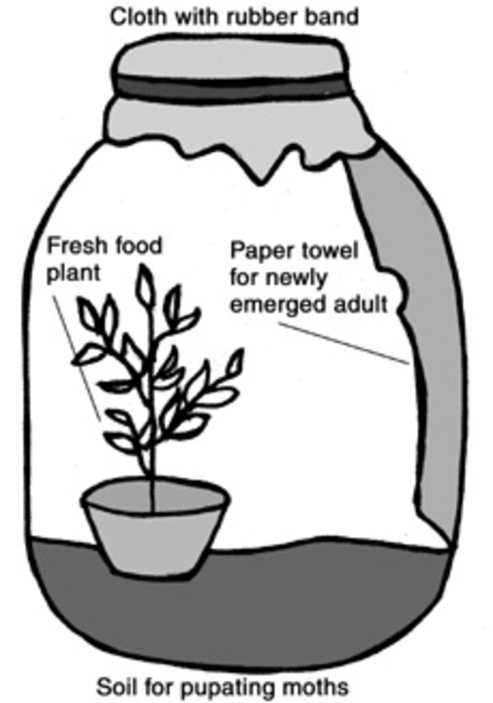 Image of container for raising butterfly & moth larvae.