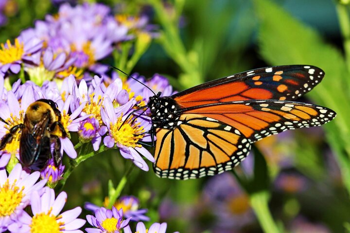 Image of a monarch butterfly and a bee on aster flowers.
