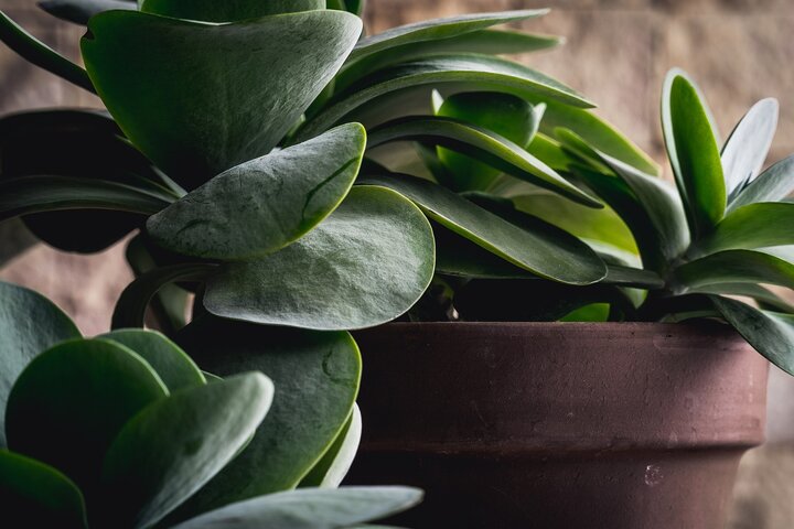 Picture of succulents & cacti.