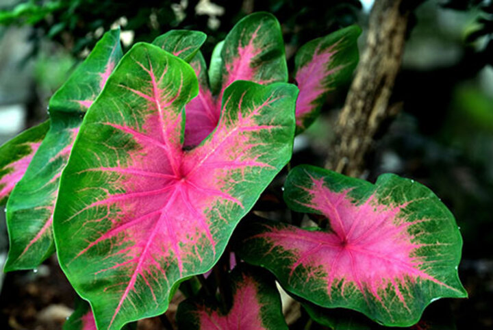 Image of caladium foliage. 