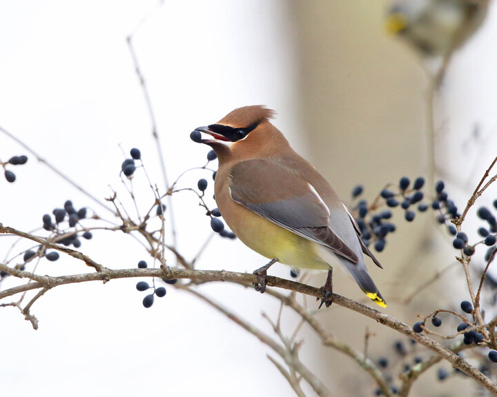 Image of cedar waxwing. 