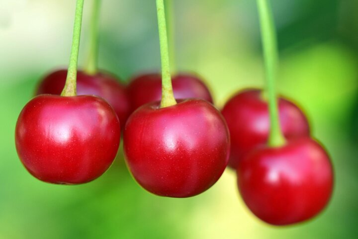 Immature of cherries. 