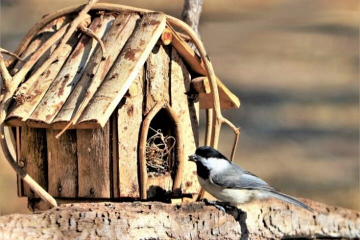 chickadee at the opening of a manmade birdhouse