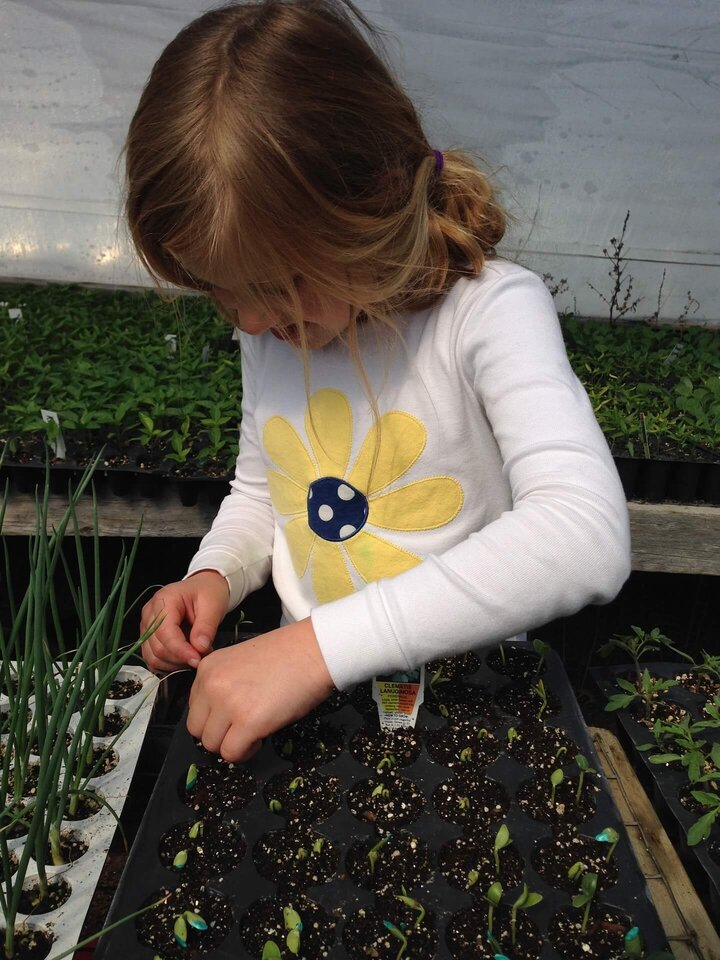 Young girl in a greenhouse, tending to a flat of germinated seeds.