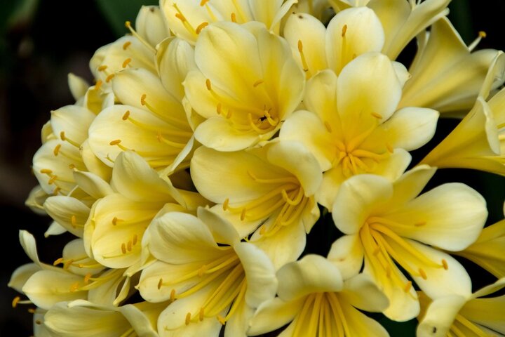 Image of yellow-flowered natal lily. 