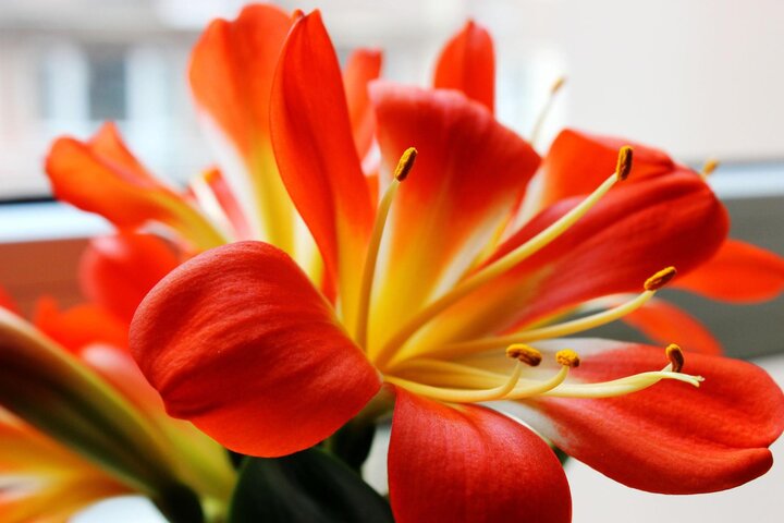Close-up of natal lily flowers.