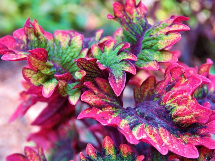 Close up of a coleus leaf. Ruffled edges - pink, green, yellow purple colors all in one leaf