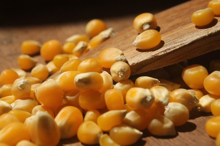 Picture of popcorn ready for storage.