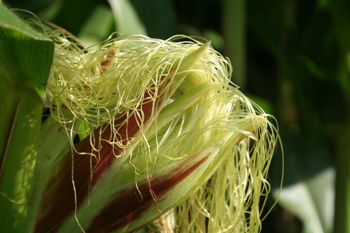 Sweet corn silks. 