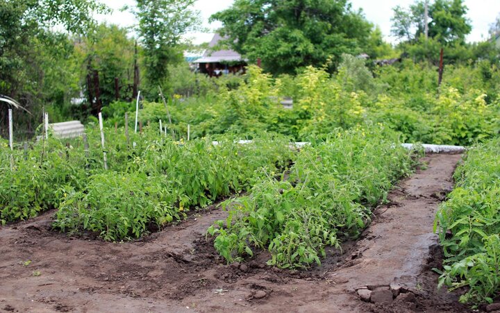 Picture of garden country-house scene