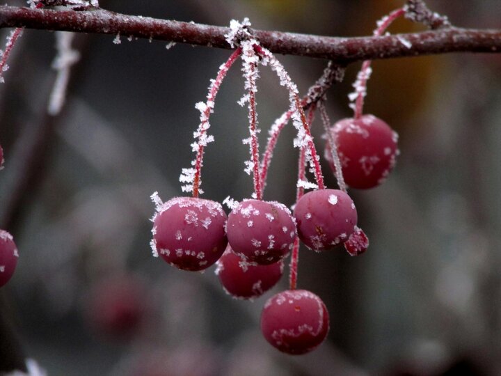 Image of crabapples in winter. 