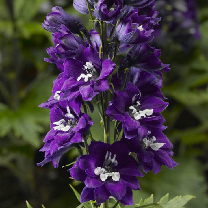 Image of  'Delphina Dark Blue White Eye' delphinium. 