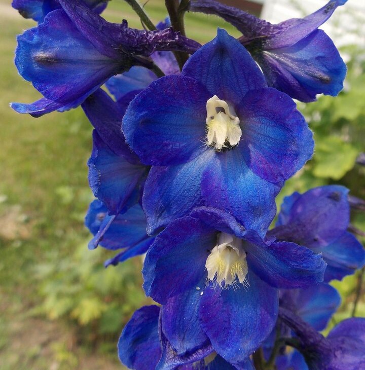 Picture of delphinium