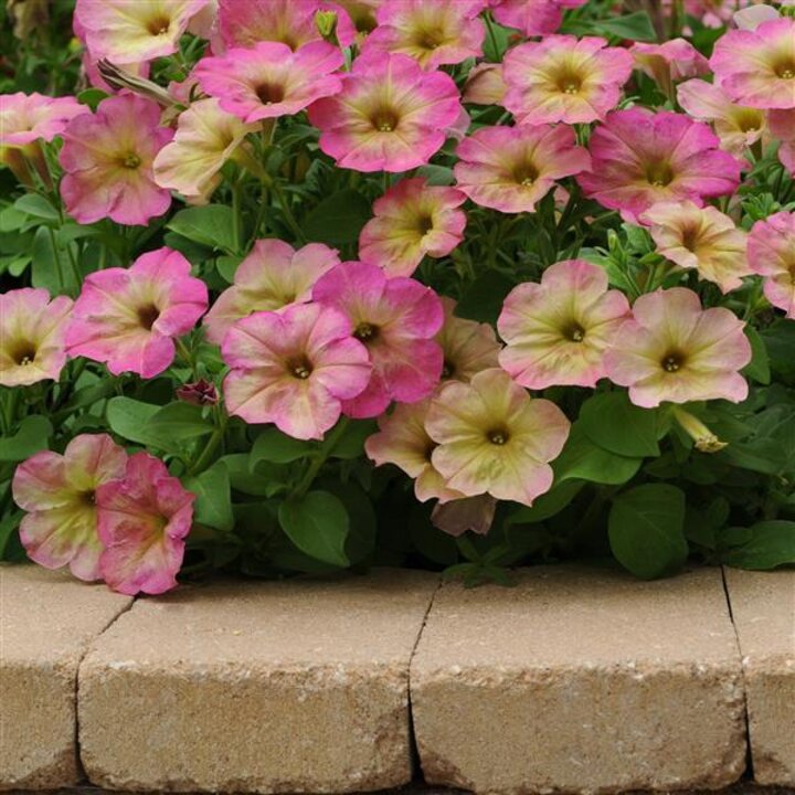 'Debonair Dusty Rose' petunia. 