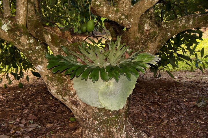 Picture of Elkhorn Fern.