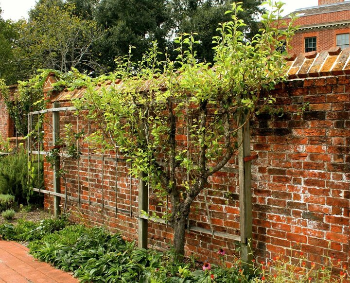 Picture of espalier fruit trees.
