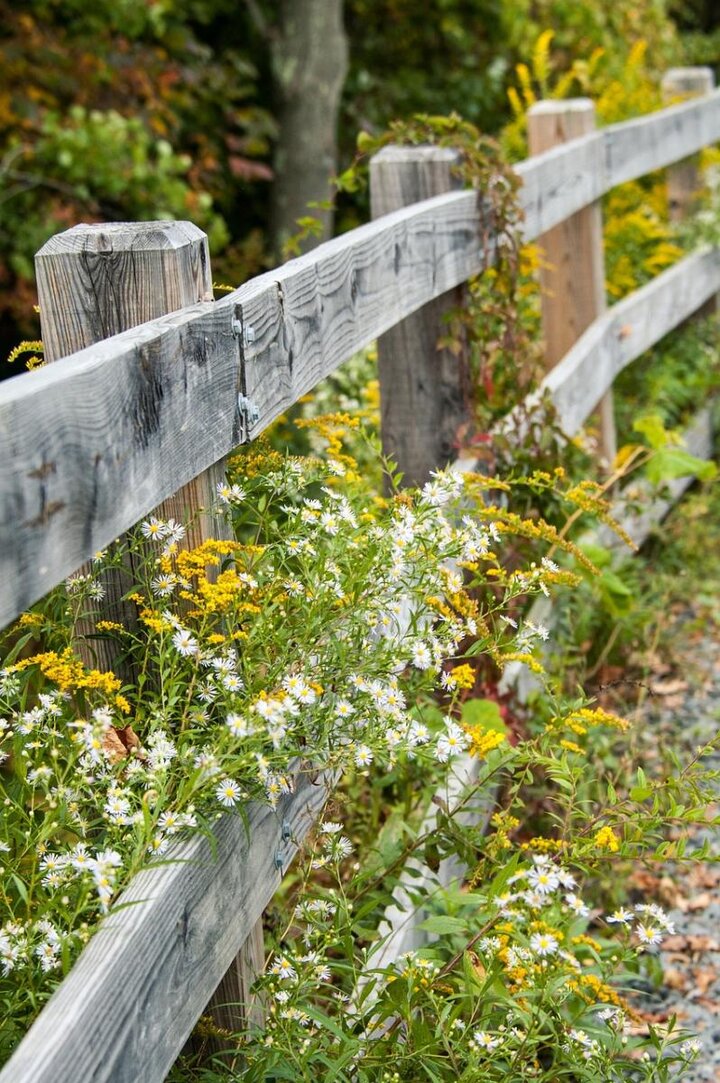 Picture of Goldenrod a yellow wildflower along the fence.