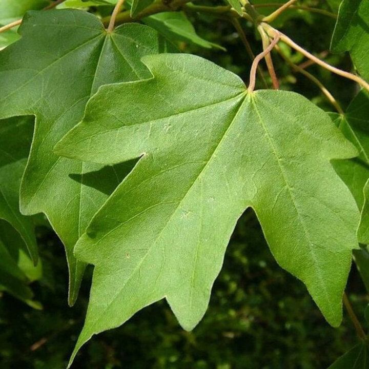 Picture of Maple Leaves