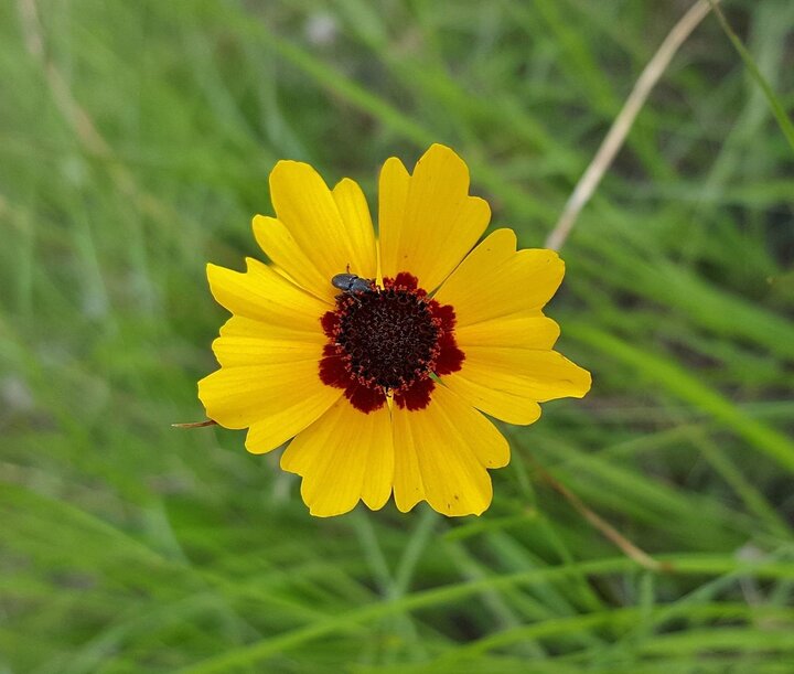 Image of Plains coreopsis. 