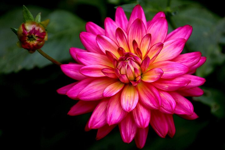 Dahlias can add BIG color to your garden