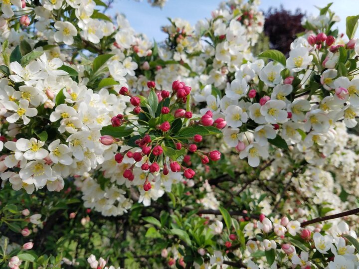 Image of crabapple flowers.