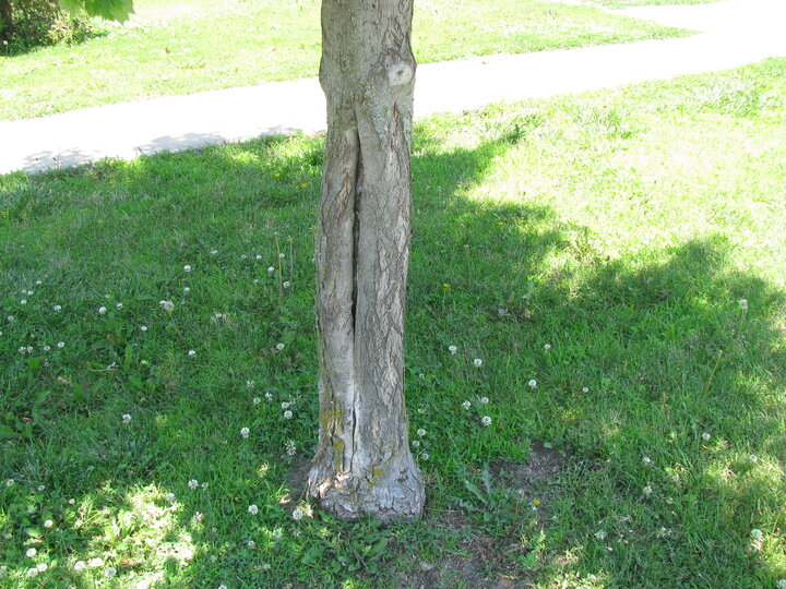 Tree trunk with cracked bark on green grass near a sidewalk.