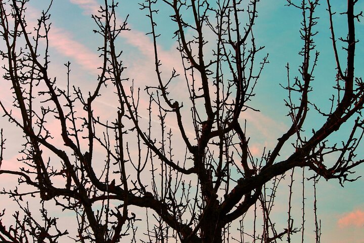 Picture of tree needing pruning.